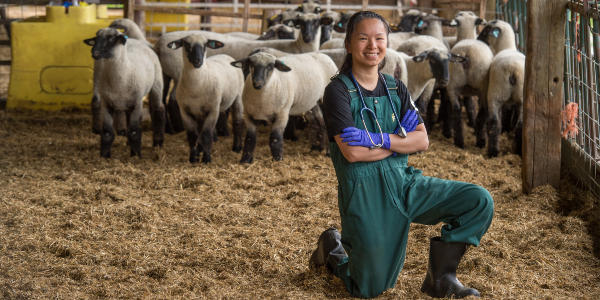 A woman kneeling on one knee smiles in front of many sheep