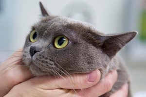 Hands cupping a gray cat's face