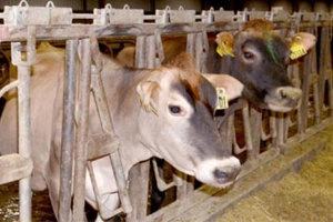 Cows feeding in the barn