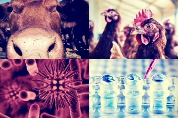 Group of images including a cow, chickens, pathogen and pipette filling containers