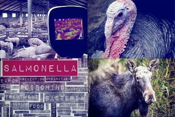 Group of images including a swine farm, a turkey, salmonella, and a moose