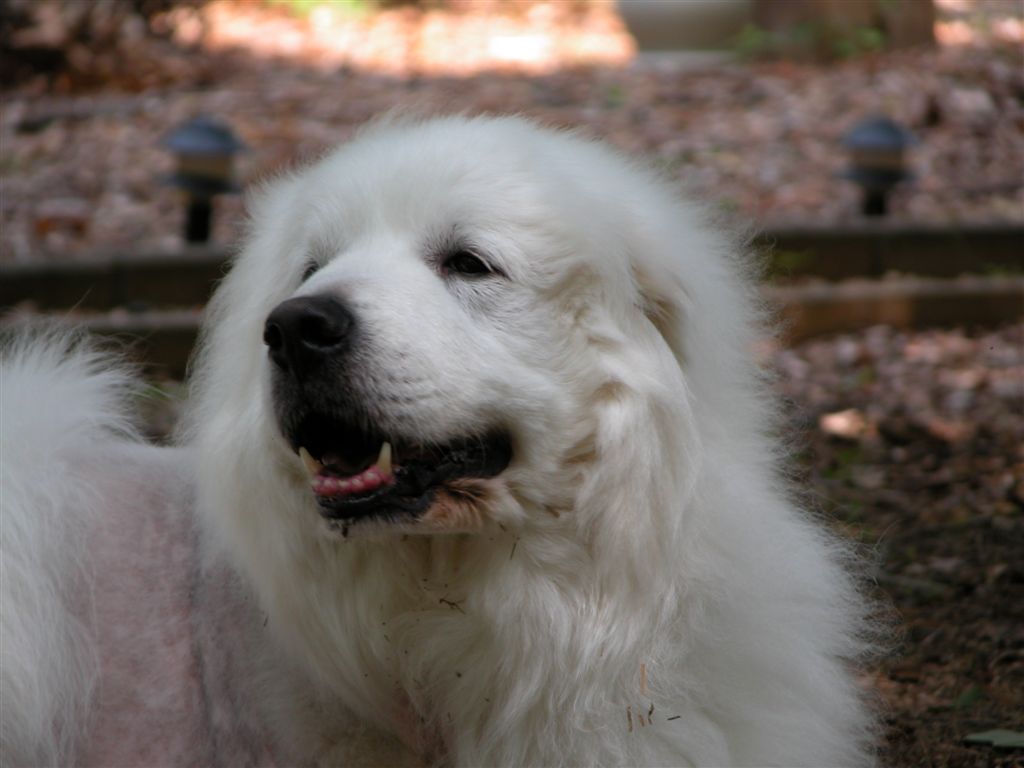 close-up of a fluffy white dog