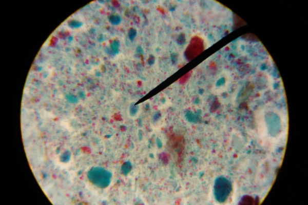 view of cells under microscope