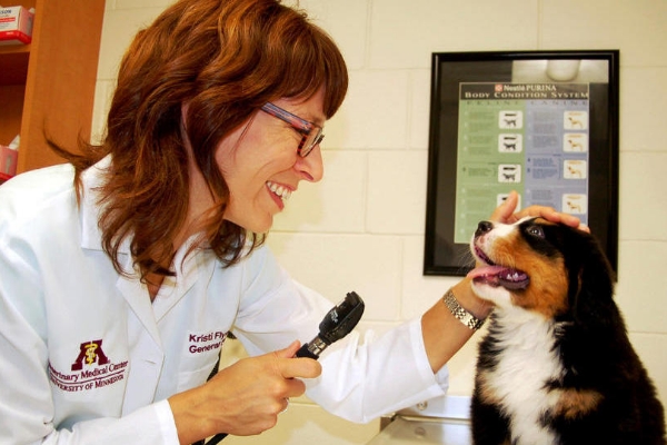 student vet examining bernese mountain dog puppy in exam room