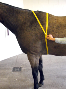 measuring girth of a horse