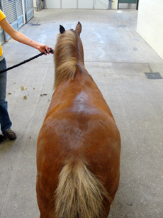 View of a horse's rear