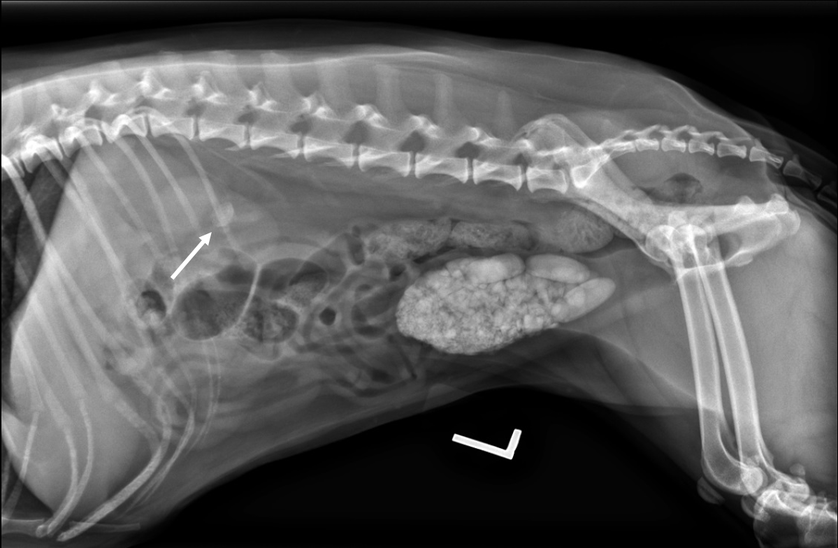 survey radiograph of a 9-year-old female-spayed dog with multiple struvite stones in the urinary bladder and a stone in the left kidney (arrow)