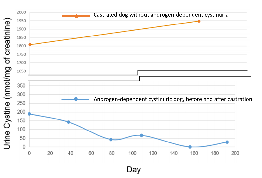 line graph showing the urine cystine (nmol/mg of creatinine) in a castrated dog without androgen-dependent cystinuria (orange line that remains elevated) and an androgen-dependent cystinuric dog, before and after castration (blue line showing a gradual reduction)