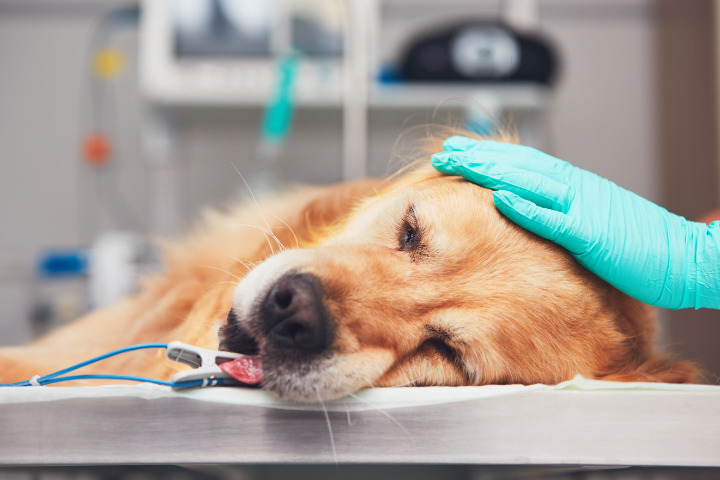 anesthetized golden retriever on an operating table with a gloved hand on the head
