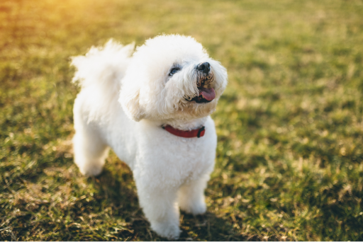 a bichon frise standing in the grass lookup up at someone