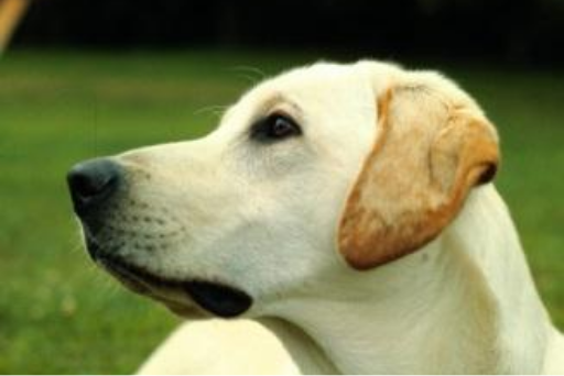 a yellow lab's face looking to the left
