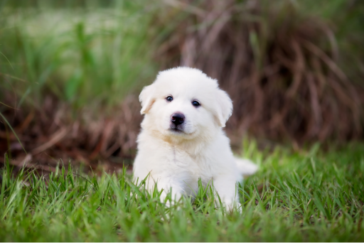 Great pyrenees puppy laying in the grass