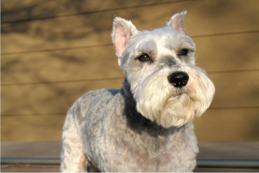 Miniature Schnauzer dog looking into the distance