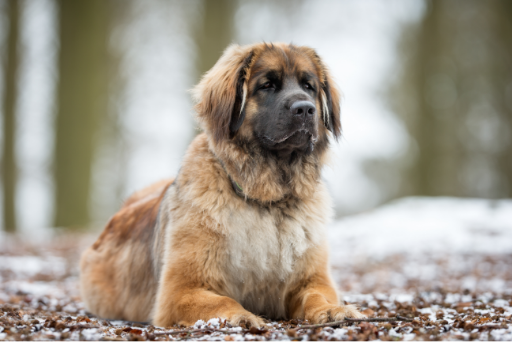 A leonberger dog laying down