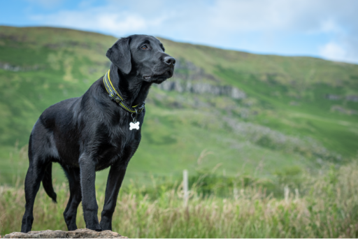 Labrador retriever standing on a hillside