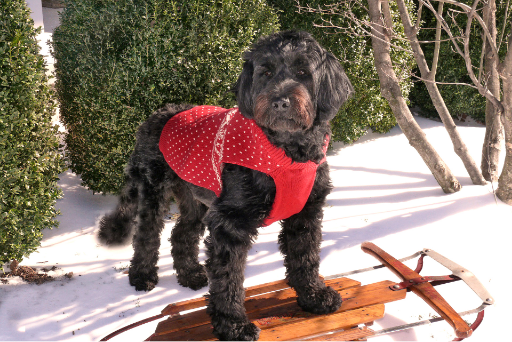 Portuguese water dog on a sled