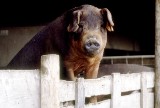 pig looking over a fence