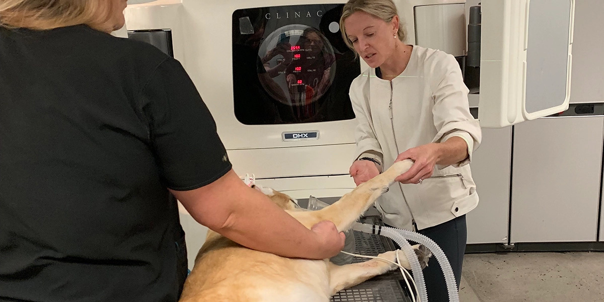 Radiation and oncology service team working with a dog
