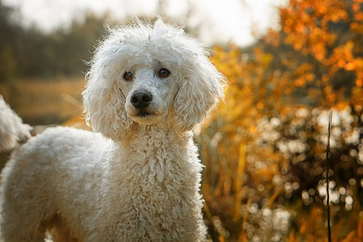 Standard Poodle with fall leaves