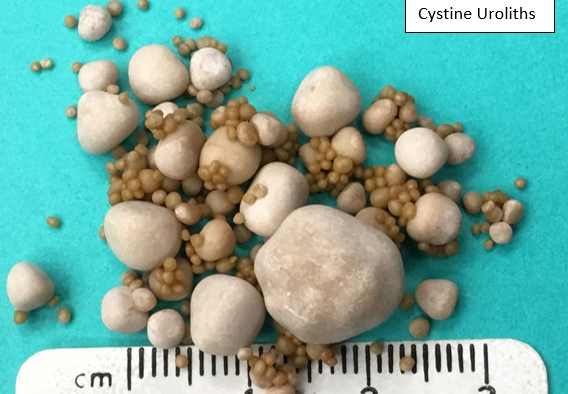 photo canine cystine uroliths