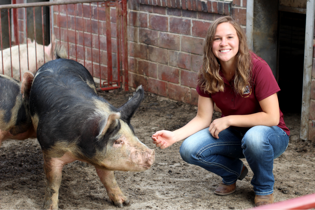 Veterinary medicine student working with a pig in its enclosure