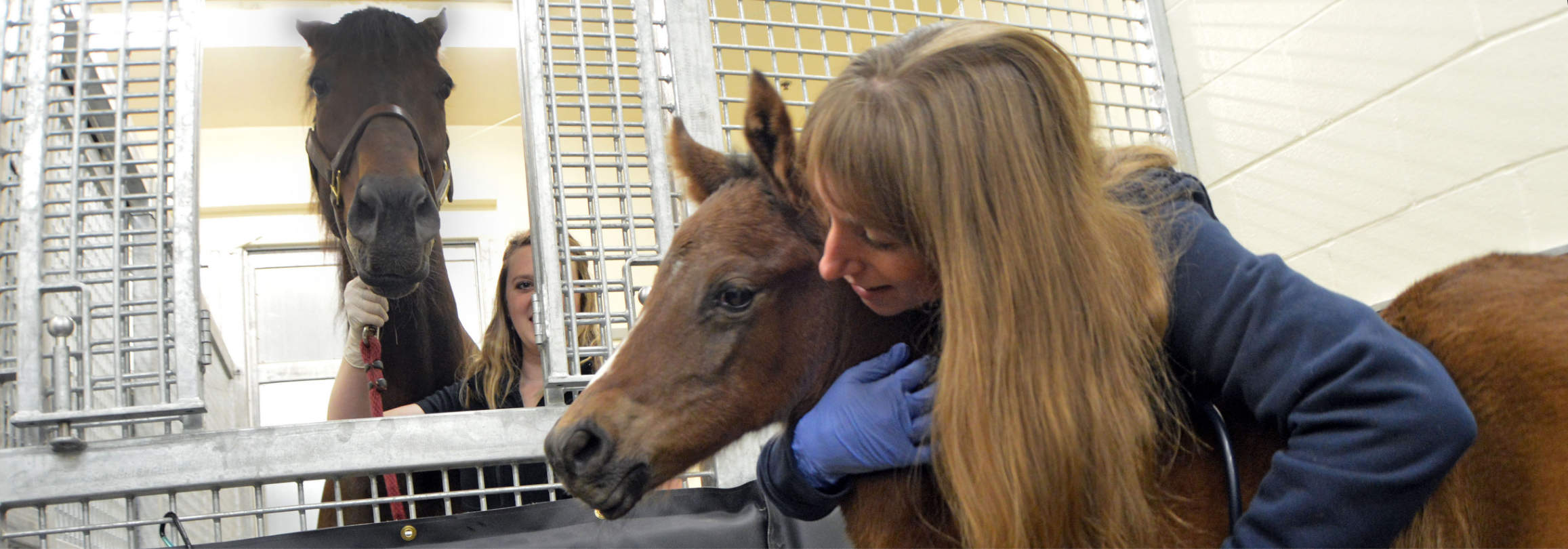 Veterinarian working with a mare and her foal