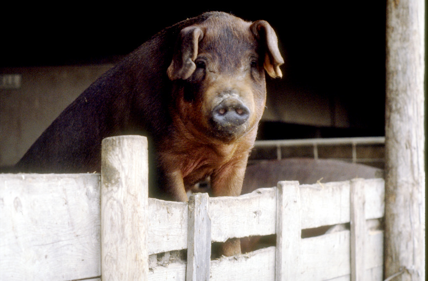 a pig standing on something to look over a white fence