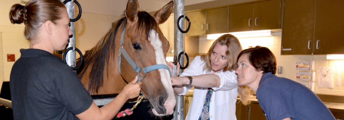 Professor and two veterinary medicine students examining a horse