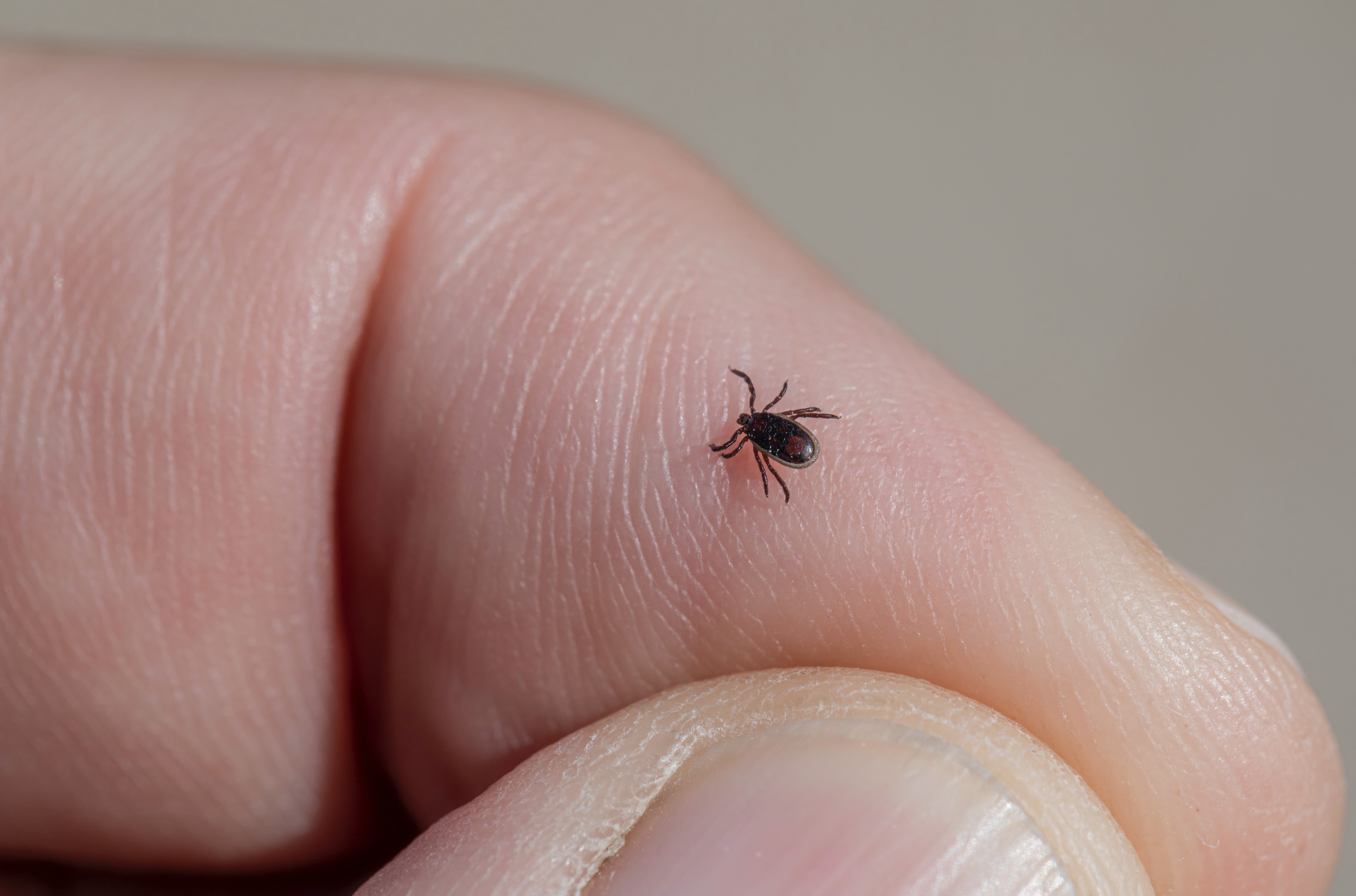 A close up view of a tick on a person's finger