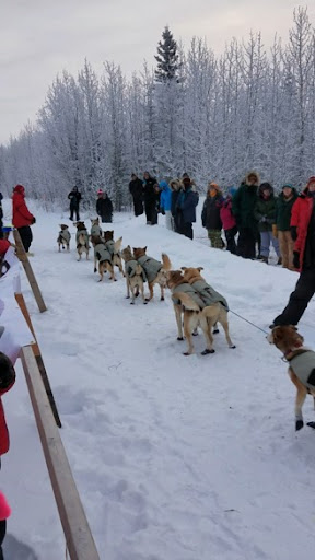 A pack of sled dogs walk between two lines of people on a snowy ground