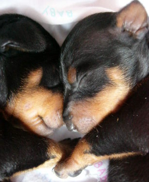 Two puppies snuggle their heads together while sleeping