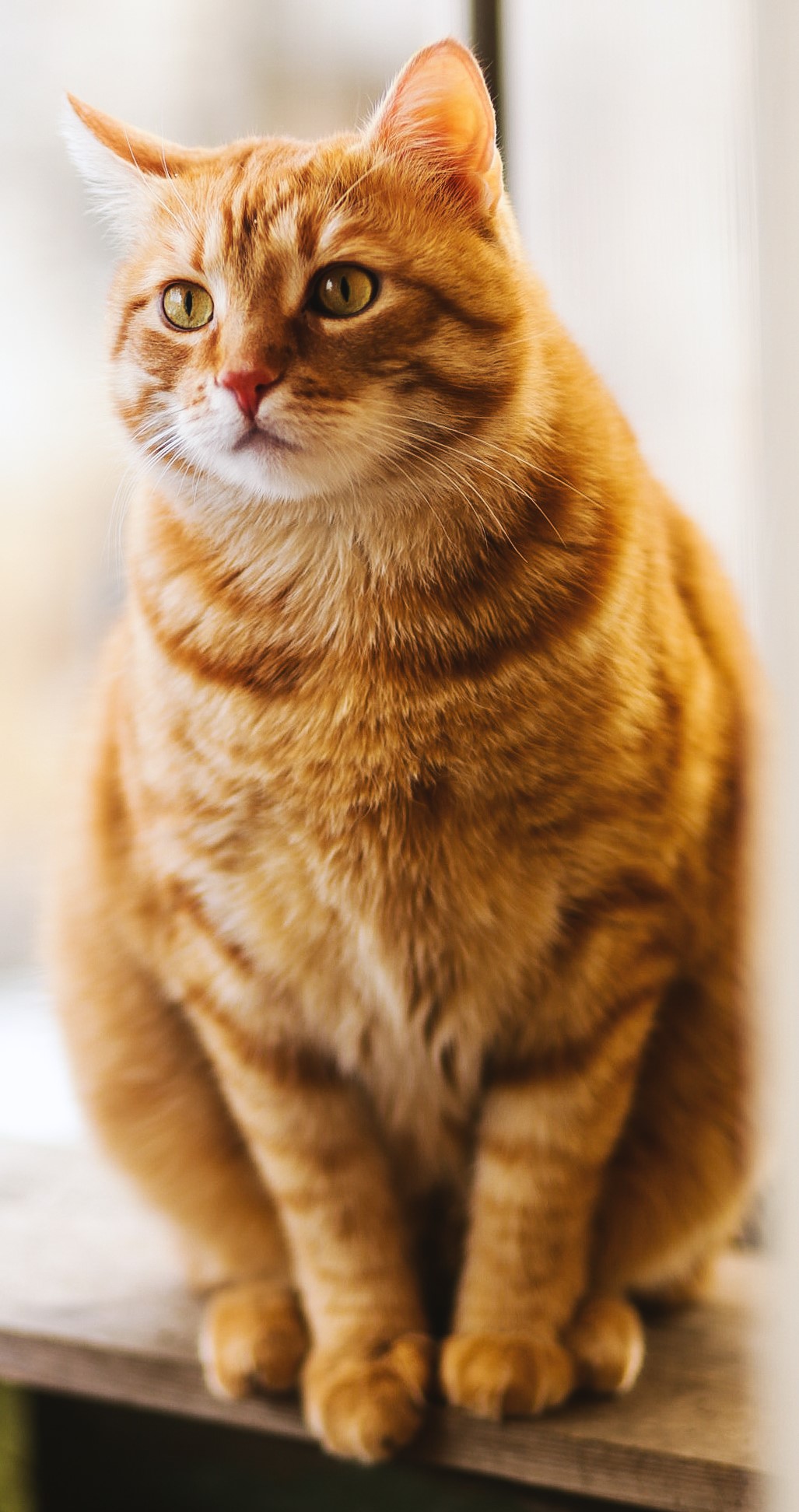 orange tabby cat sitting