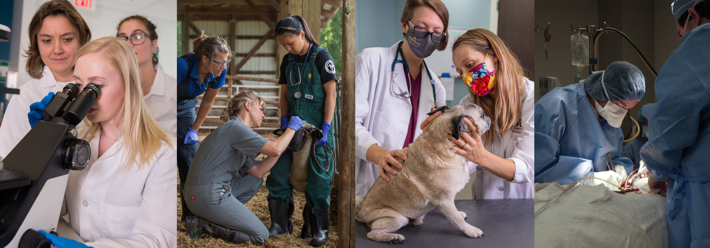composite of four images of different people taking part in veterinary activities
