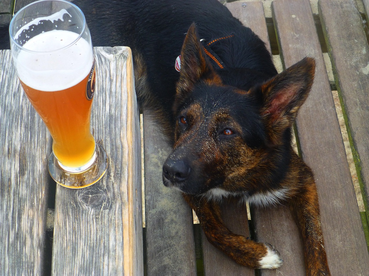 Dog looking at a glass of beer