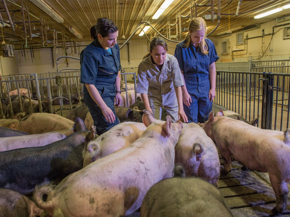 Faculty member with two students tends to a group of pigs