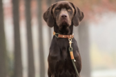 A brown lab wearing a brown collar and leash sits in a fall scenery