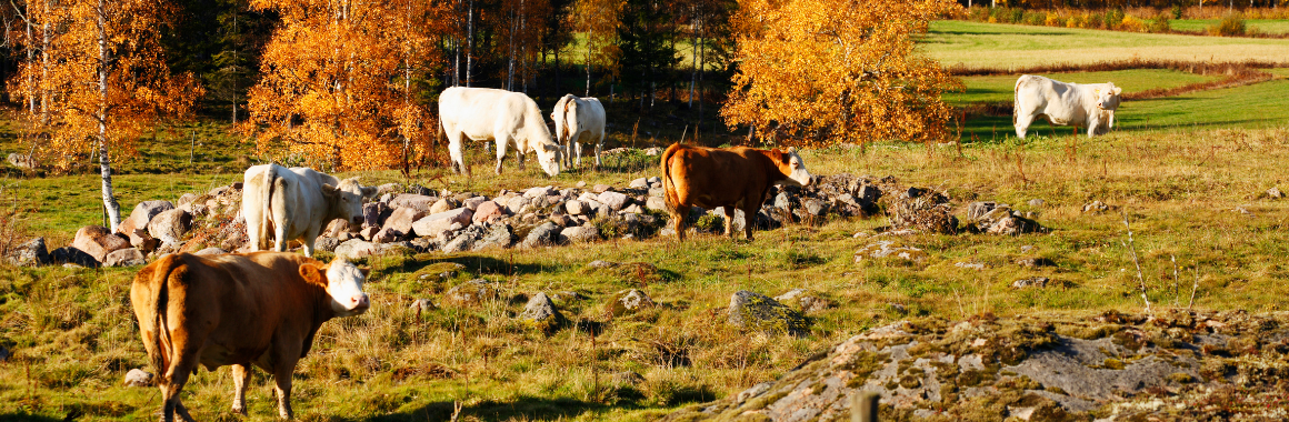 Cows grazing in a field with autumn trees in the background