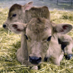 Two light brown baby cows laying in hay