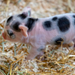 A pink and black piglet in a bed of hay