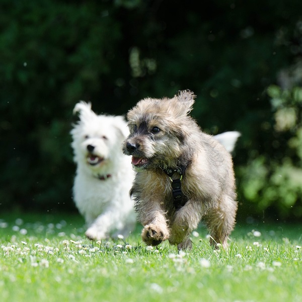 Puppies running