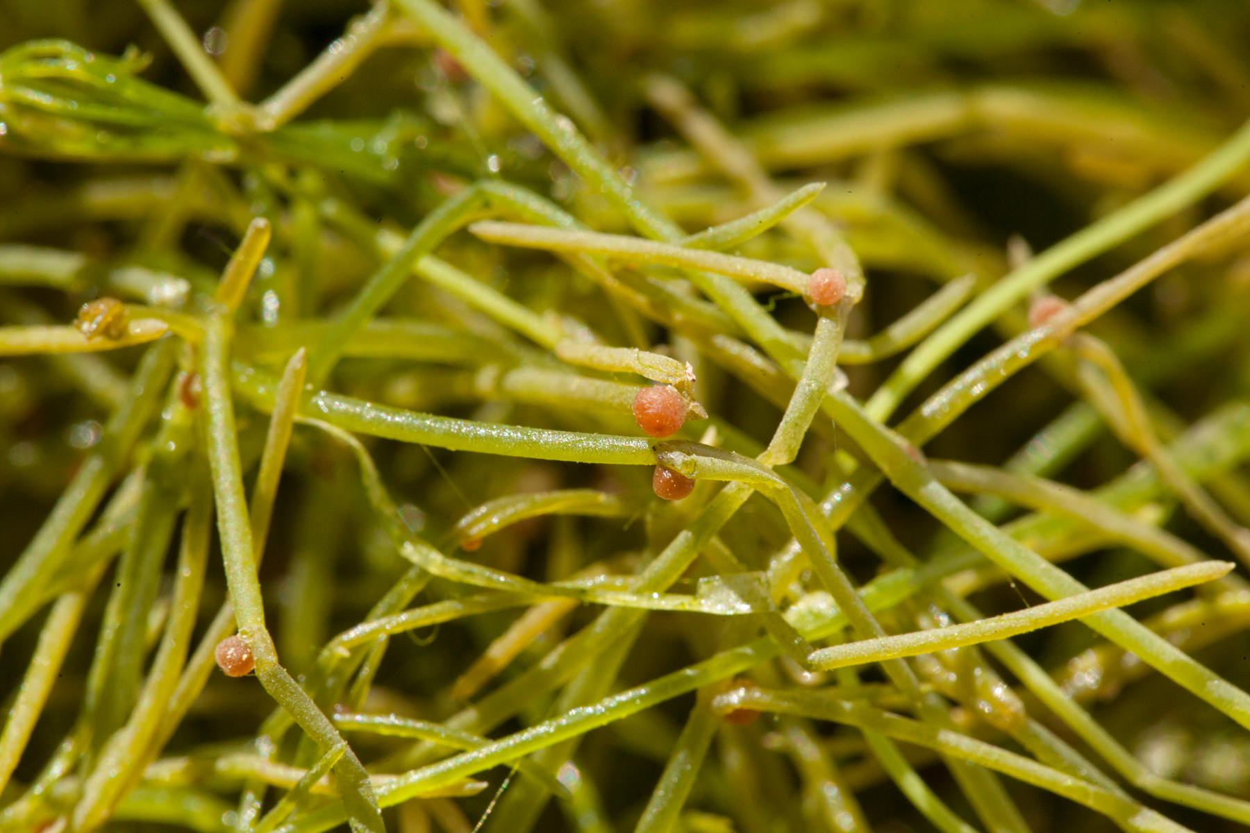 Closeup of starry stonewort.