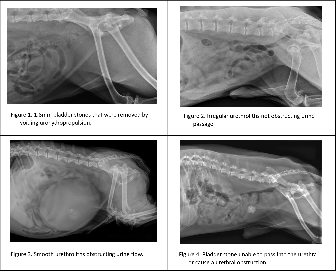 radiographs of dogs with caox uroliths