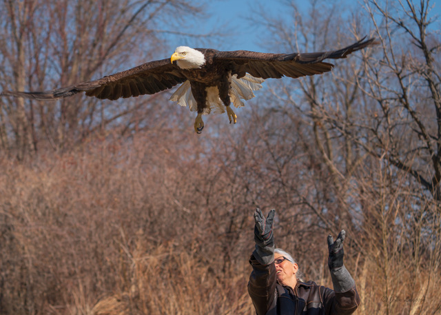 A Raptor Center volunteer releases a bald eagle