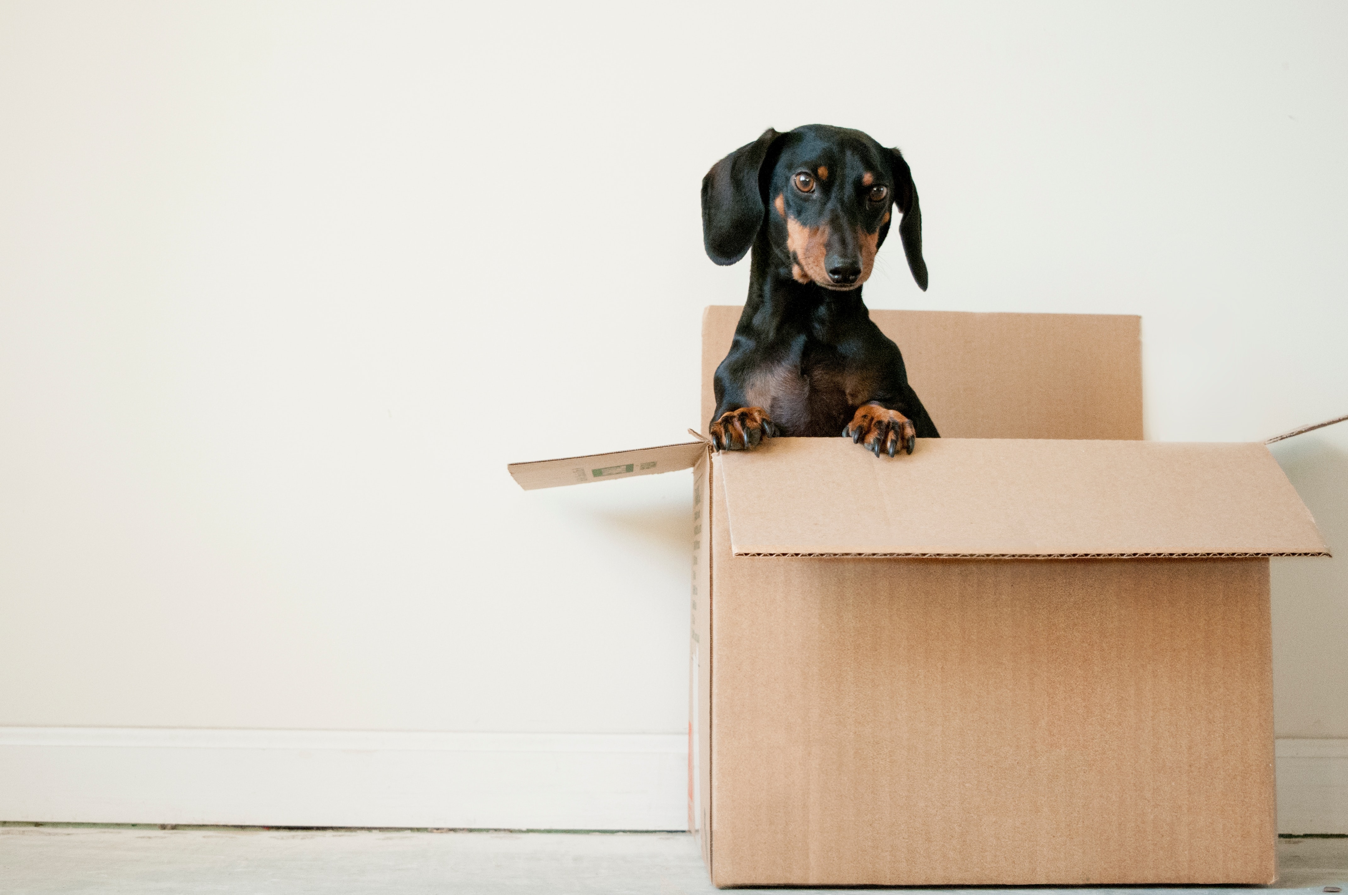 A black and brown dachshund sitting in a moving box on the floor of an interior unit, with an expectant look, their front paws on the opening of the box.