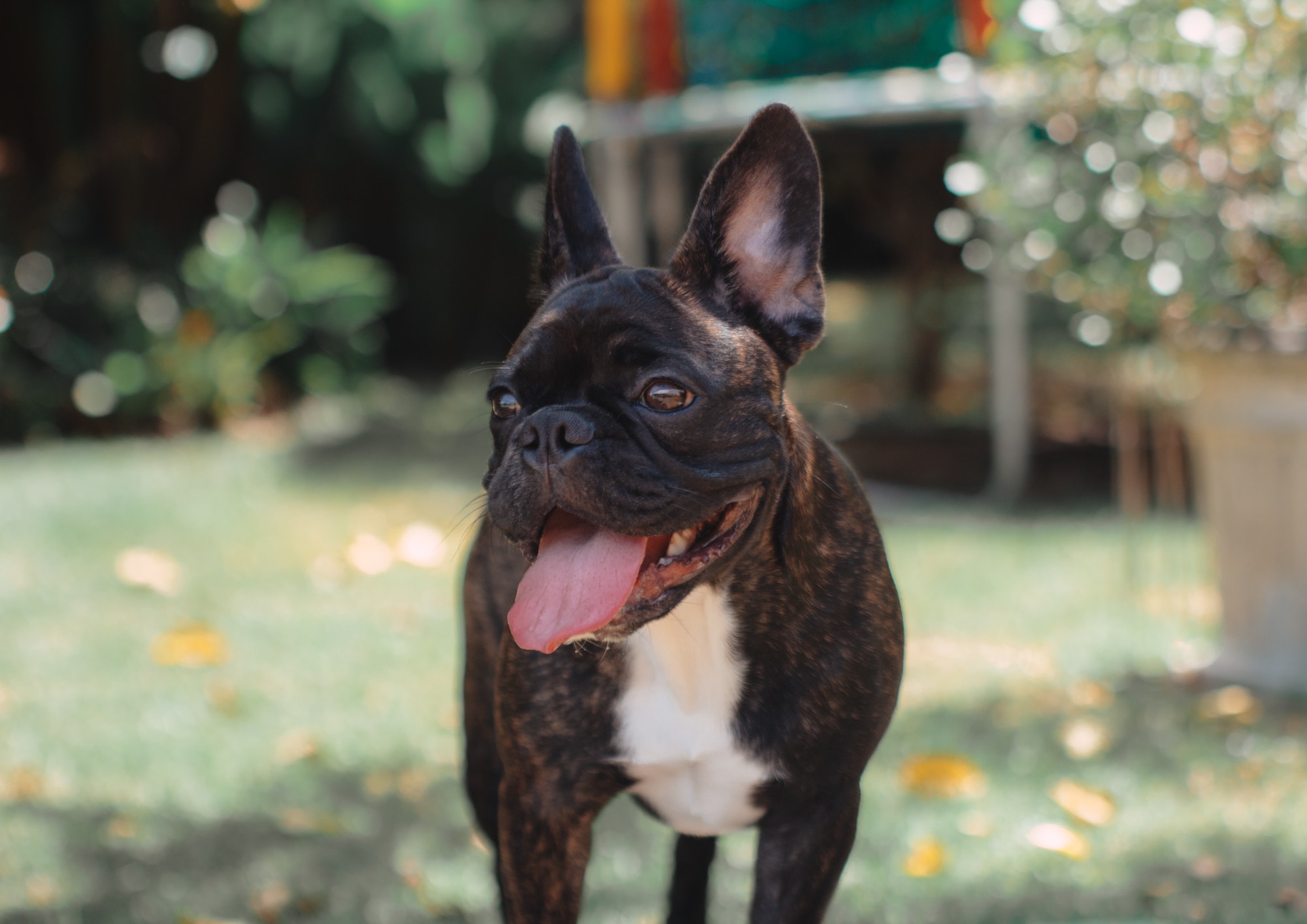A brindle French Bulldog in a garden in the spring time
