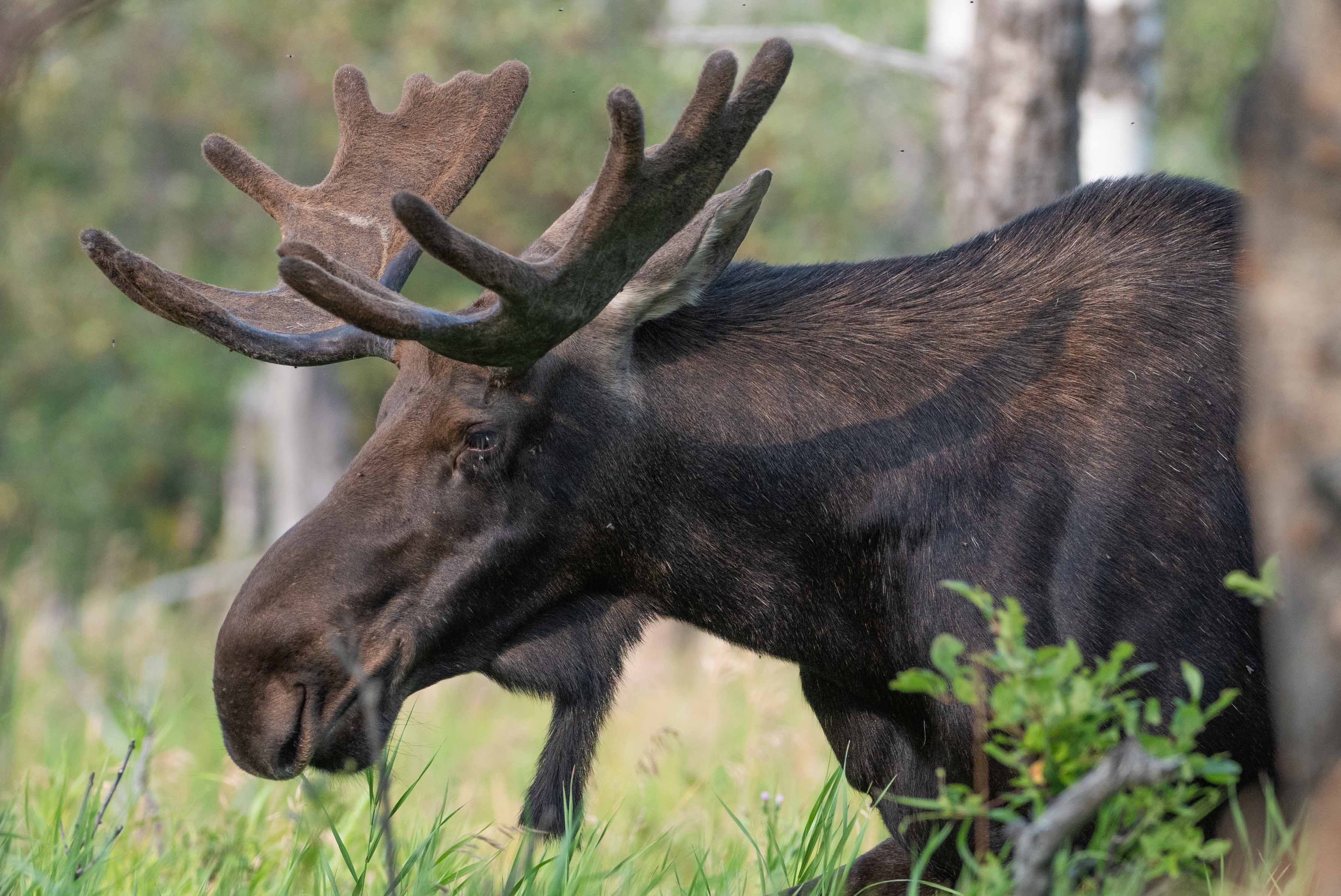A brown moose in the woods with big antlers.