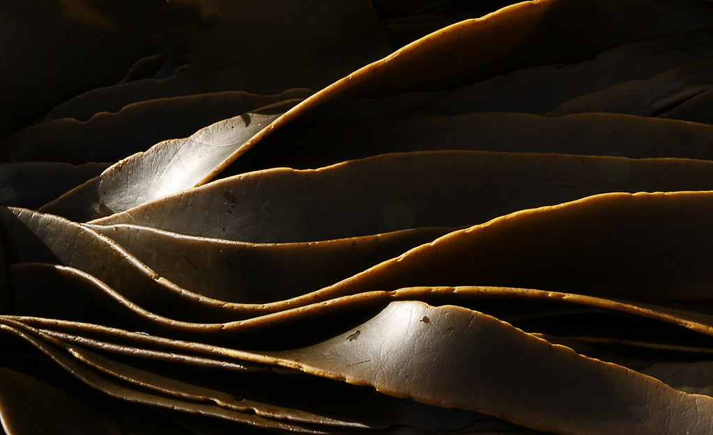 A close-up of kelp