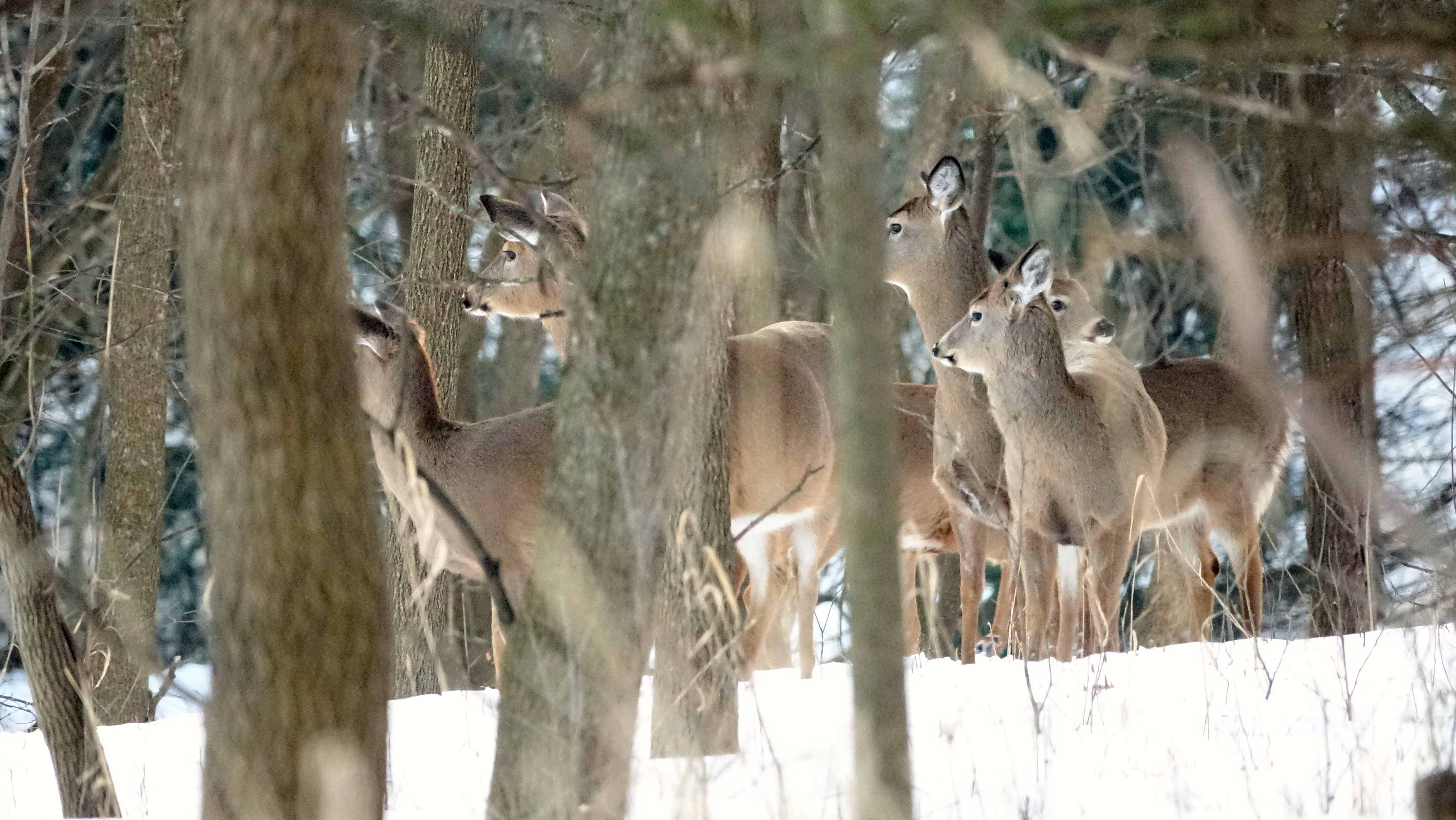 A deer herd in the snow-covered northwoods of Minnesota stare off at an apparent sound.