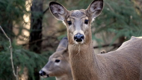 A doe looks at the camera in the foreground. A second doe eats grass in the background. They are both in the forrest.