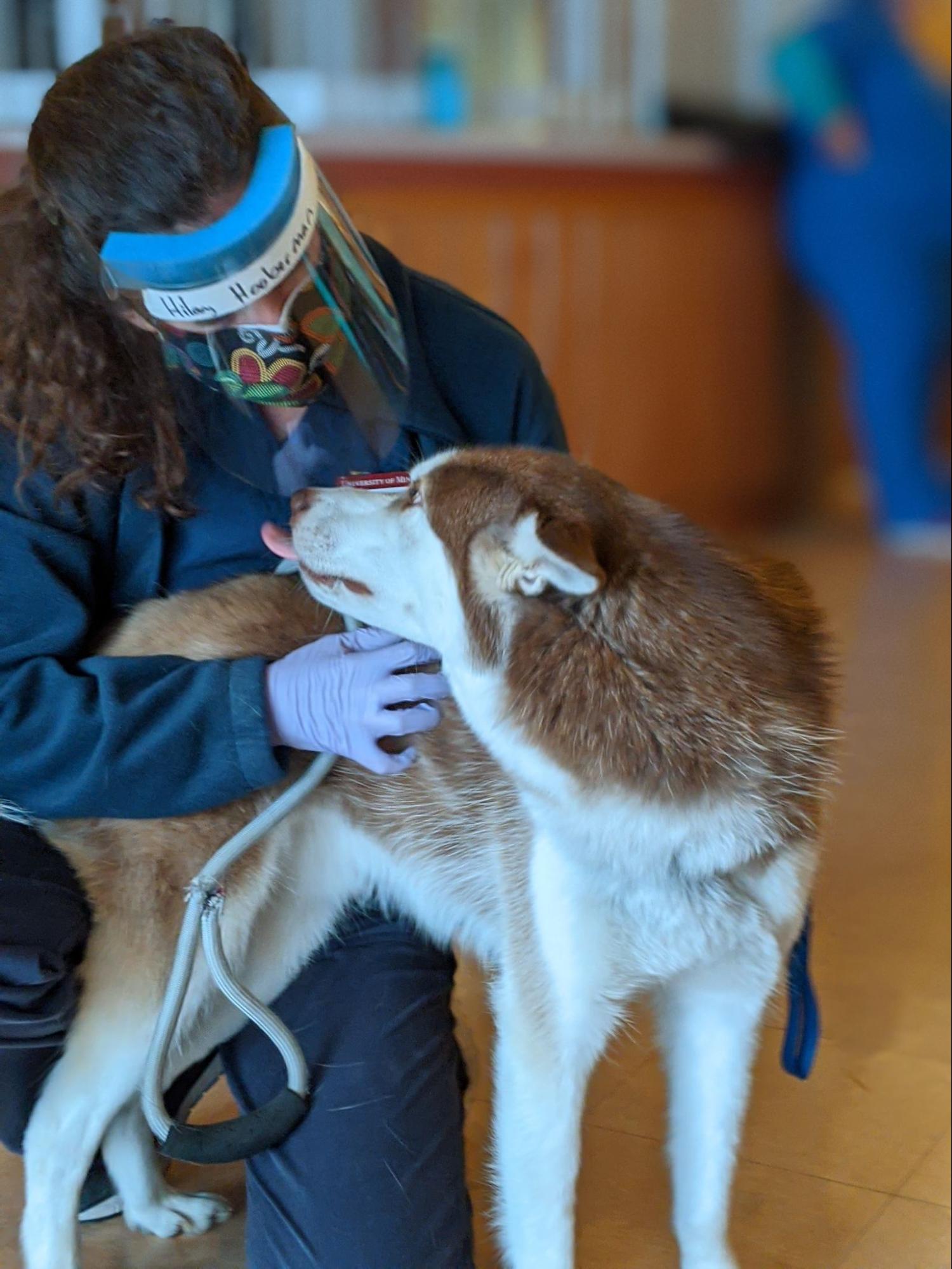 A dog presents to the University of Minnesota College of Veterinary Medicine for treatment